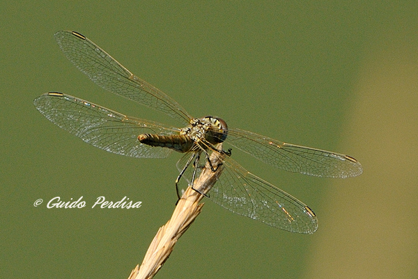 ID Sympetrum fomscolombii ??